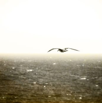 vintage photo of flying seagull.
