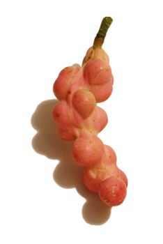 An isolated fruit seed pod of the Magnolia Cucumbertree during its ripened stage in the early Autumn months of Ontario, Canada.