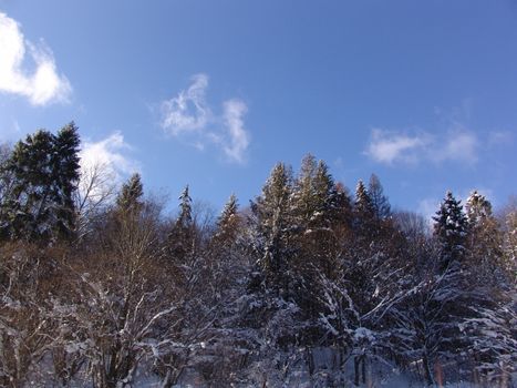 Panorama of the winter forest