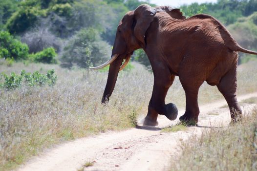 Elephant crossing the trail in Tsavo West Park in Kenya