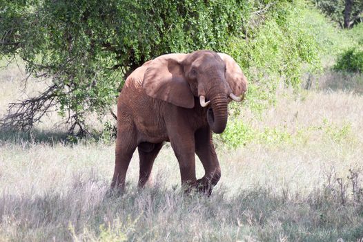 Very angry elephant in West Tsavo Park in Kenya