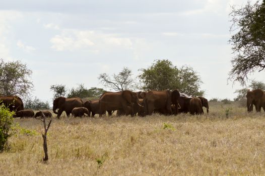 Elephant herd resting in the savanna of Tsavo West Park in Kenya