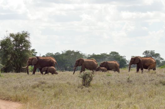 Elephant herd walks through the savanna of Tsavo West Park in Kenya