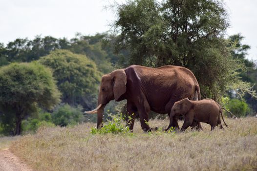 An elephant and his little one in a walk in the savanna of the park Tsavo West in Kenya