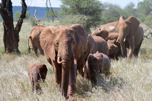 Elephant herd walks through the savanna of Tsavo West Park in Kenya