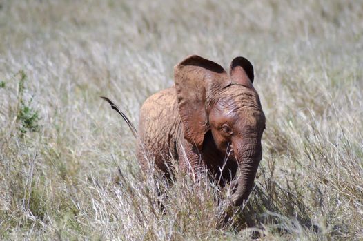 Small elephant strolling through the savanna of Tsavo West Park in Kenya