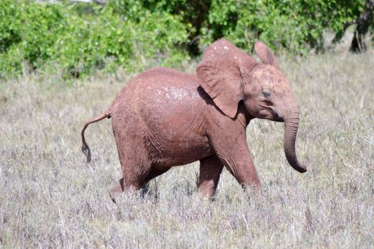 Small elephant strolling through the savanna of Tsavo West Park in Kenya