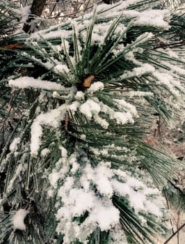 background the needles of a Christmas tree covered with snow