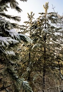 beautiful snow-covered trees like in a fairy tale