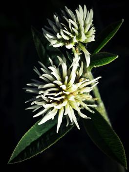 nature background the white clover flowers