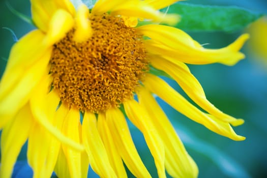 Macro photo of fresh Sunflower on a blue background.