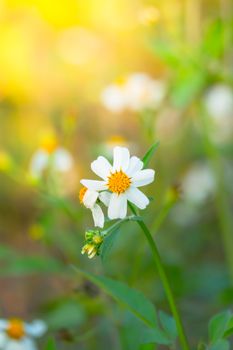 Grass flower causes the allergic symptoms, grass flowers for background.