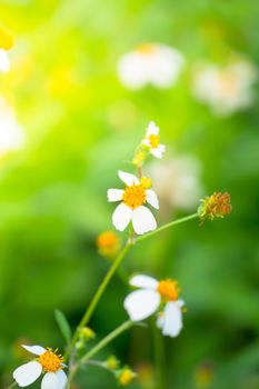 Grass flower causes the allergic symptoms, grass flowers for background.