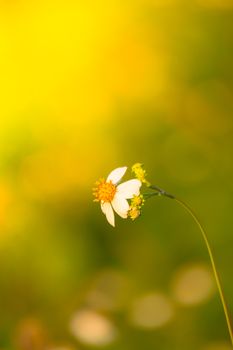 Grass flower causes the allergic symptoms, grass flowers for background.