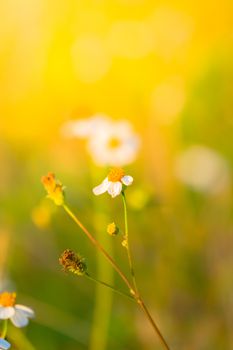 Grass flower causes the allergic symptoms, grass flowers for background.