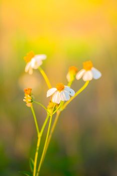 Grass flower causes the allergic symptoms, grass flowers for background.