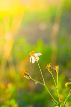 Grass flower causes the allergic symptoms, grass flowers for background.