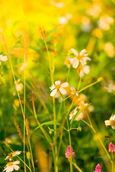 Grass flower causes the allergic symptoms, grass flowers for background.