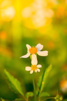 Grass flower causes the allergic symptoms, grass flowers for background.