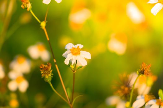 Grass flower causes the allergic symptoms, grass flowers for background.