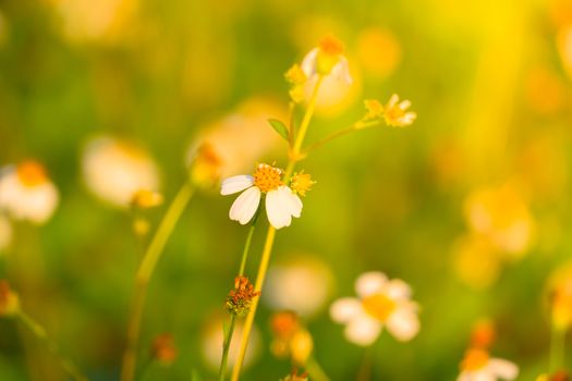 Grass flower causes the allergic symptoms, grass flowers for background.