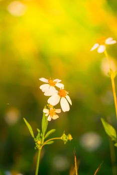 Grass flower causes the allergic symptoms, grass flowers for background.