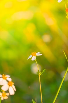 Grass flower causes the allergic symptoms, grass flowers for background.