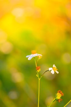 Grass flower causes the allergic symptoms, grass flowers for background.