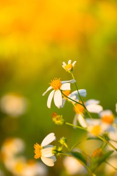 Grass flower causes the allergic symptoms, grass flowers for background.