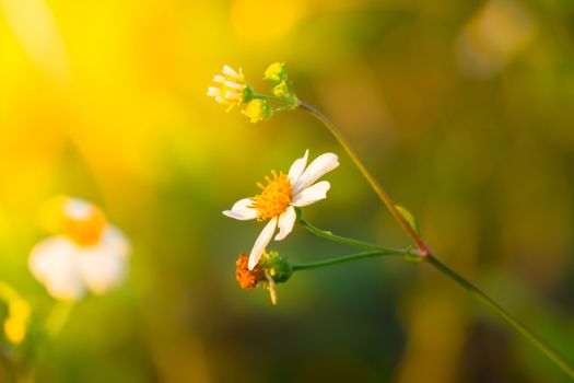 Grass flower causes the allergic symptoms, grass flowers for background.