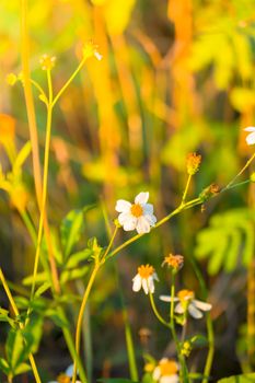 Grass flower causes the allergic symptoms, grass flowers for background.