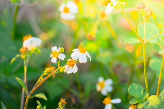 Grass flower causes the allergic symptoms, grass flowers for background.