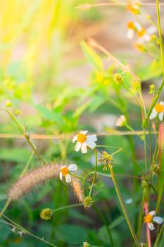 Grass flower causes the allergic symptoms, grass flowers for background.