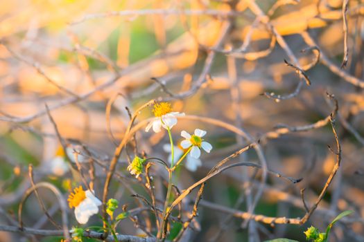 Grass flower causes the allergic symptoms, grass flowers for background.