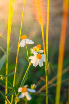 Grass flower causes the allergic symptoms, grass flowers for background.