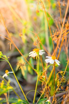 Grass flower causes the allergic symptoms, grass flowers for background.