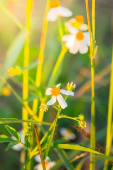 Grass flower causes the allergic symptoms, grass flowers for background.