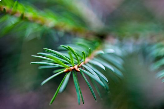 Fresh Little twig of Spruce evergreen tree