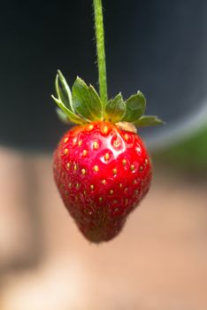 Fresh natural strawberry background on Highland farm