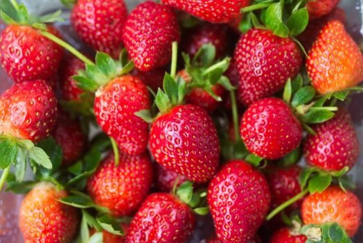 Fresh natural strawberry background from Highland farm