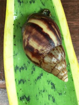 Snail on the green leaf closeup nature background