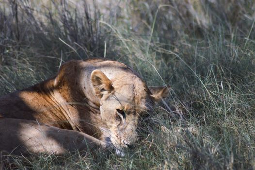 A lioness lying under a tree in West Tsavo Park in Kenya