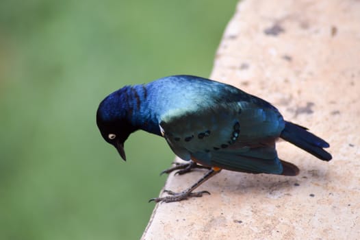 Great Choucador on a low wall in the savanna of Tsavo West Park in Kenya