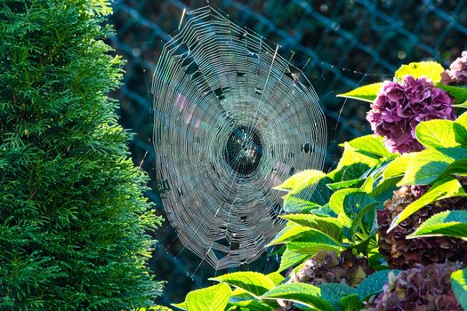 The spider's web or cobweb close up with colorful background.