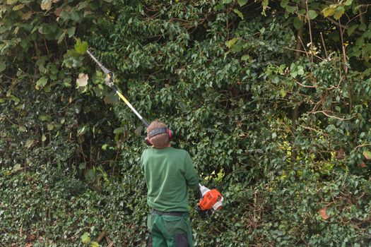 Professional hedges cutting with gasoline telescopic hedge trimmer.