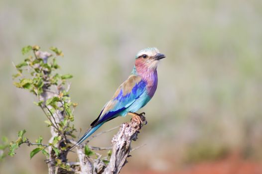 Roller with long strands on a tree in the savannah of Tsavo West park in Kenya