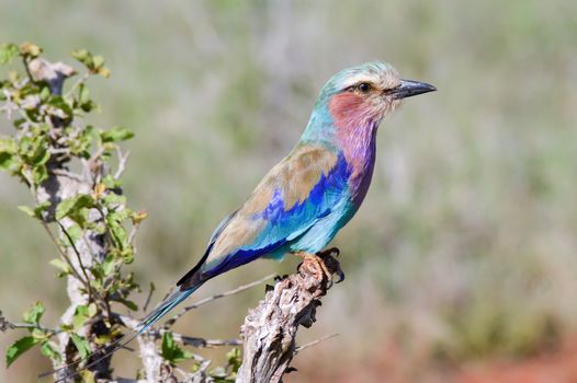 Roller with long strands on a tree in the savannah of Tsavo West park in Kenya