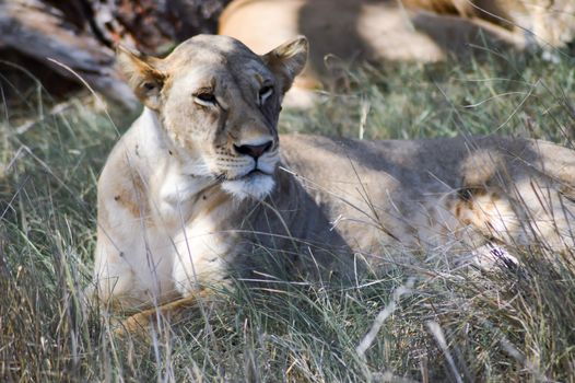 A lioness lying under a tree in West Tsavo Park in Kenya