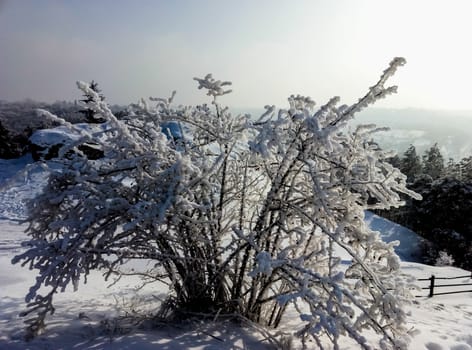 view of a Bush on top of a mountain in winter
