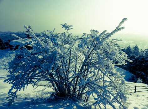 view of a Bush on top of a mountain in winter blue tone